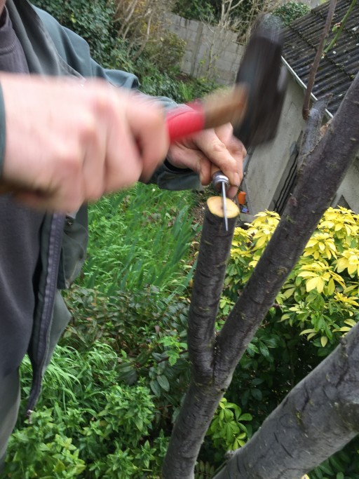 Création d'une fente sur la branche porte greffe a l'aide d'un couteau