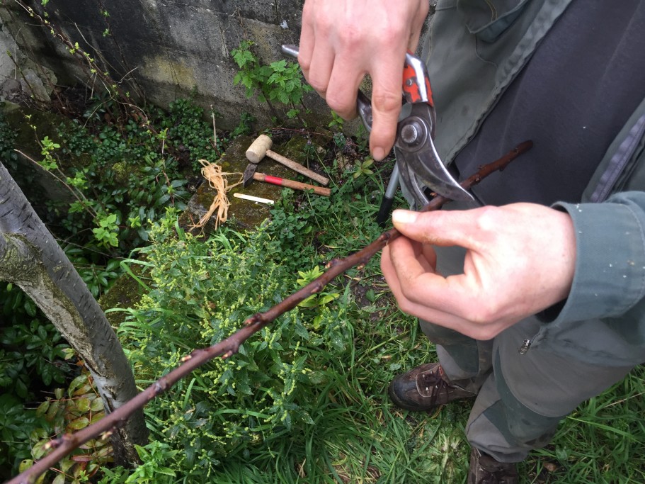 Découpe du morceau de branche pour en faire un greffon